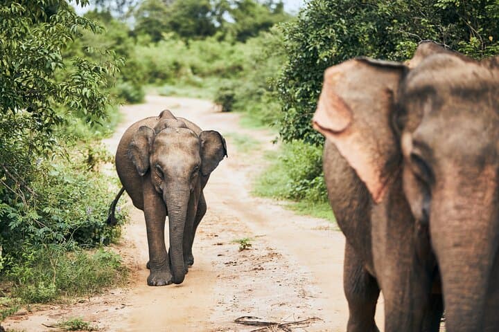 Udawalawe National Park Safari from Hambantota — Half- or Full-Day Wildlife Drive