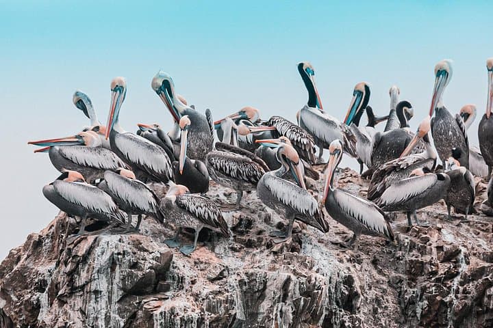 Ballestas Islands and Nazca Lines Day Tour from San Martín Port photo 2