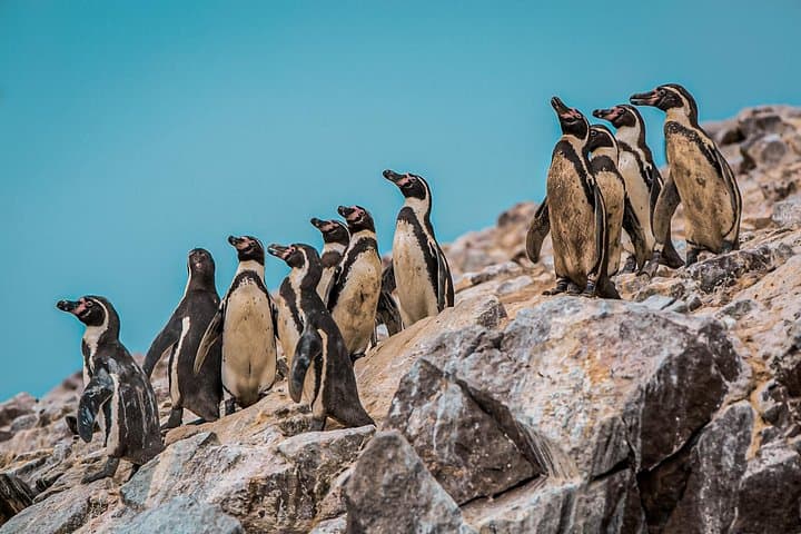 Ballestas Islands and Nazca Lines Day Tour from San Martín Port photo 4