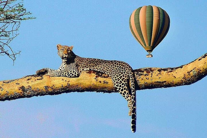 6-Day Tanzania Safari: Hadzabe & Maasai Cultural Safari in Serengeti and Ngorongoro photo 3