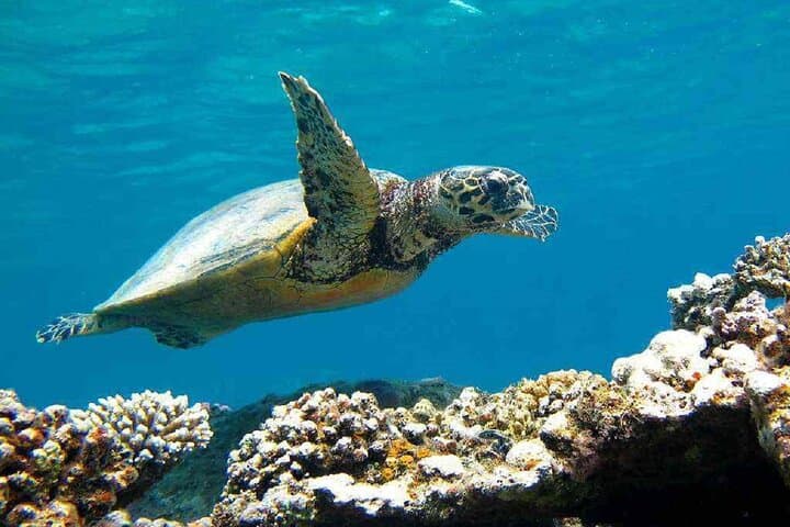 Full-Day Abu Dabbab Beach Snorkel from Hurghada — Sea Turtles & Lunch photo 2
