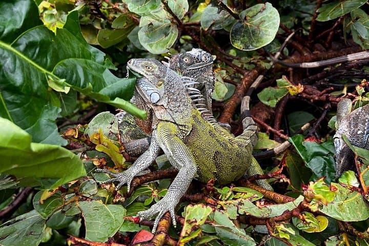 Coastal ATV Adventure Across Sint Maarten: Guided Quad Tour from Philipsburg photo 4