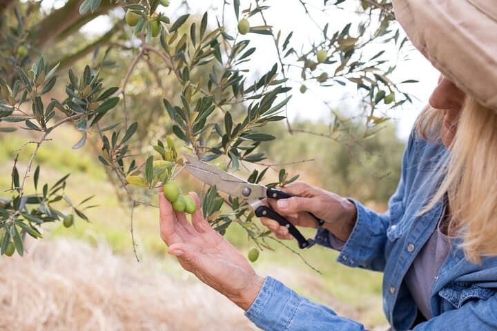 Cretan Wines and Olive Oil Tour: Taste the Treasures of Crete photo 5
