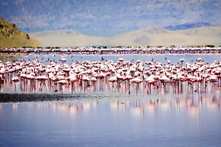 11-Day Northern Tanzania Safari: Serengeti, Ngorongoro & Lake Natron photo 6
