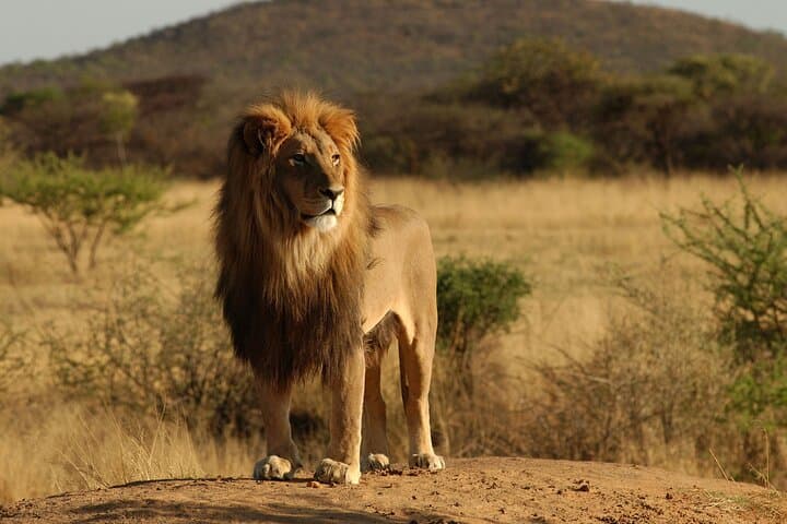 11-Day Lake-Hopping Safari: Arusha to Serengeti, Ngorongoro & Lake Natron