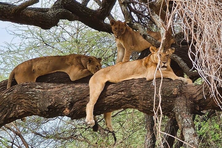 11-Day Lake-Hopping Safari: Arusha to Serengeti, Ngorongoro & Lake Natron photo 4