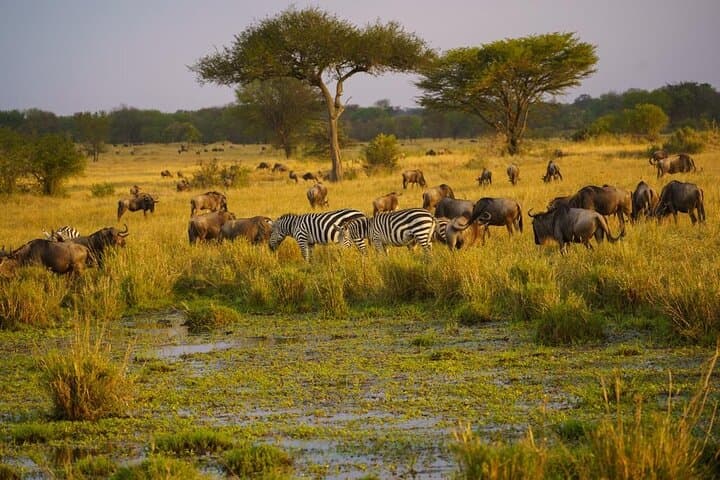 Luxury Tanzania Safari: Serengeti, Ngorongoro & Maasai Cultural Stay photo 6
