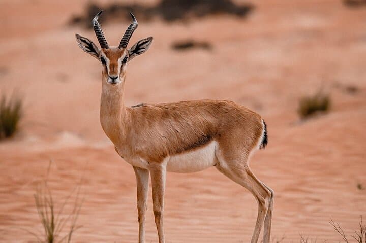 Dubai Evening Desert Safari in the Conservation Reserve — Camel Ride, Sandboarding & BBQ photo 6