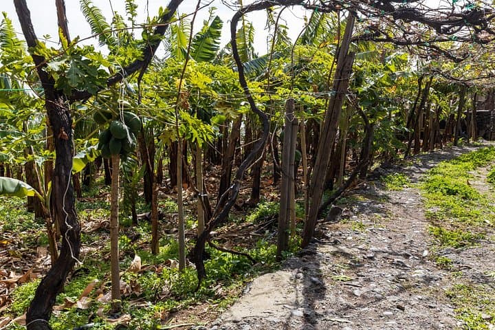 Fajã dos Padres Private Visit — Cable Car, Organic Farms & Pebble Beach in Madeira photo 4