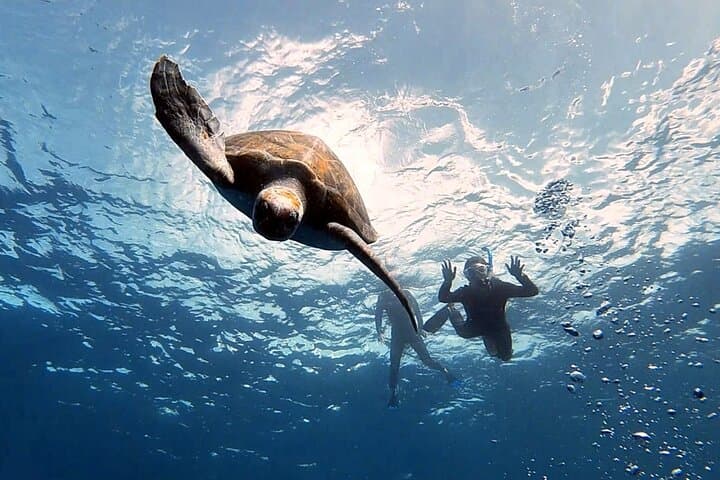 Snorkel With Turtles and Rays in Tenerife's Rayas Zone
