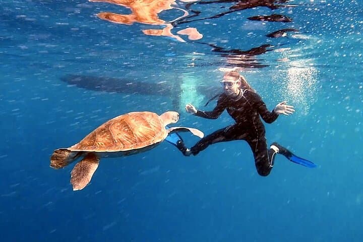Snorkel With Turtles and Rays in Tenerife's Rayas Zone photo 2