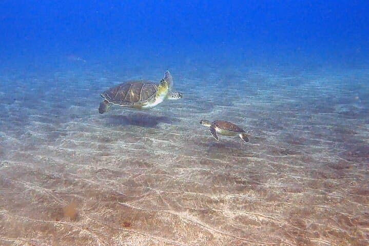 Snorkel With Turtles and Rays in Tenerife's Rayas Zone photo 3