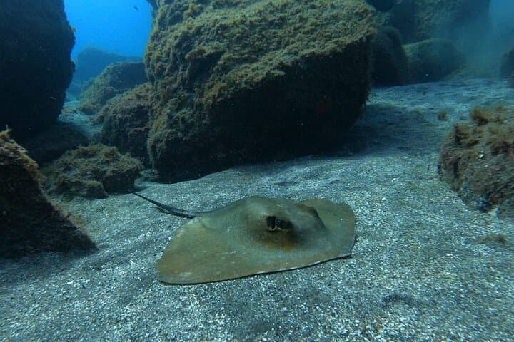 Snorkel With Turtles and Rays in Tenerife's Rayas Zone photo 5
