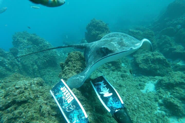 Snorkel With Turtles and Rays in Tenerife's Rayas Zone photo 6