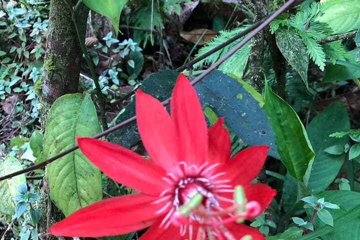 Rio Celeste Waterfall & Sloth Sanctuary: Tenorio’s Blue River Adventure photo 2