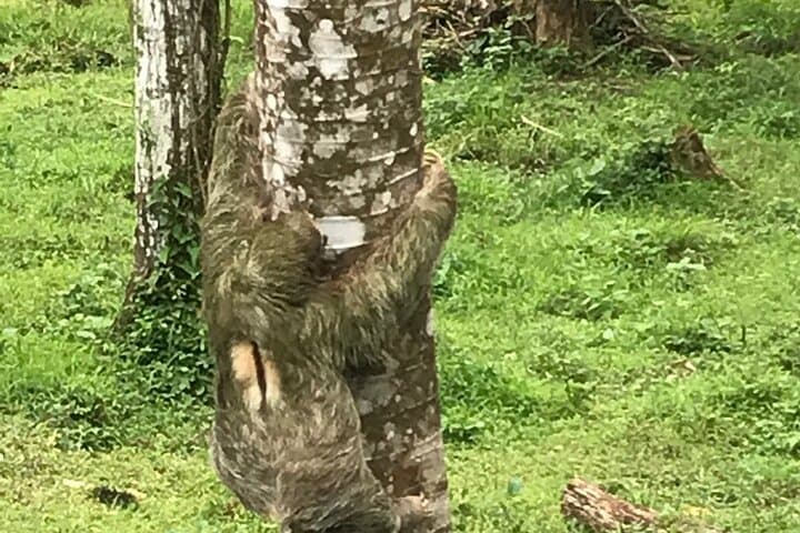 Rio Celeste Waterfall & Sloth Sanctuary: Tenorio’s Blue River Adventure photo 4