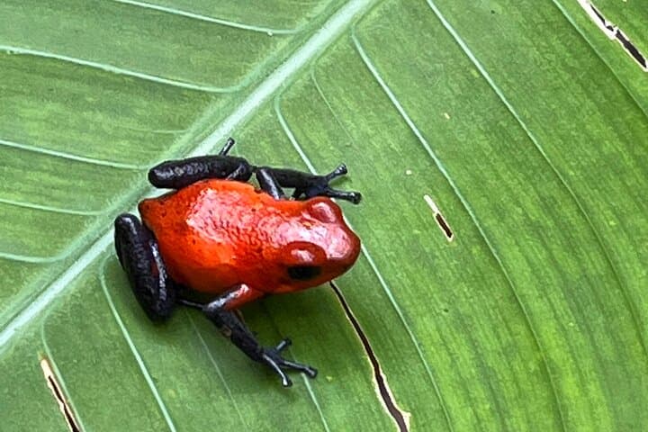 Rio Celeste Waterfall & Sloth Sanctuary: Tenorio’s Blue River Adventure photo 5