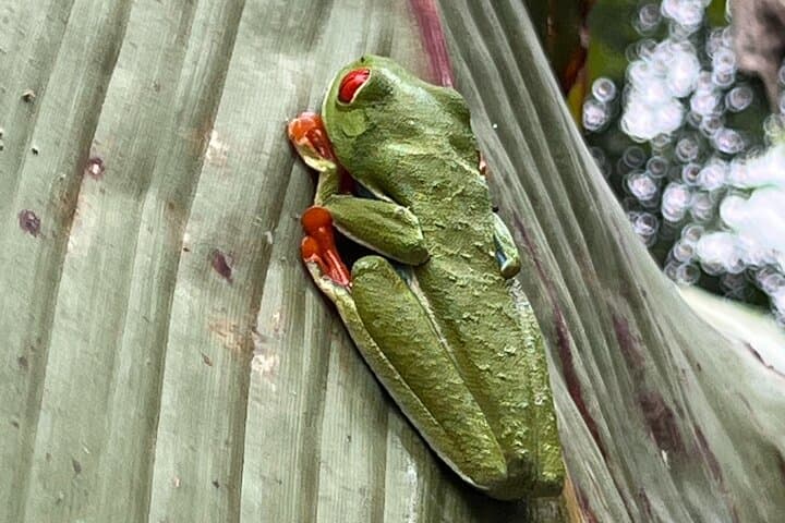 Rio Celeste Waterfall & Sloth Sanctuary: Tenorio’s Blue River Adventure photo 6