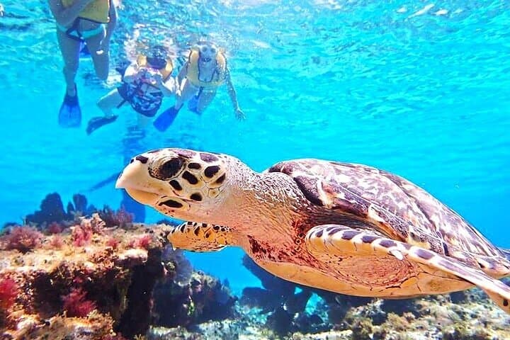 Private Yacht Charter to El Cielo, Cozumel — All-Inclusive Snorkel & Sandbar Experience photo 6
