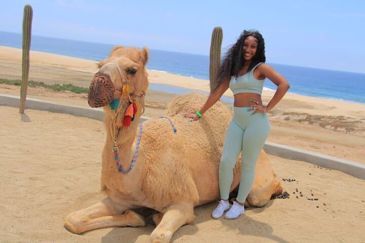 Cabo Camel Ride: 2-Hour Beach & Desert Adventure Along the Pacific photo 3