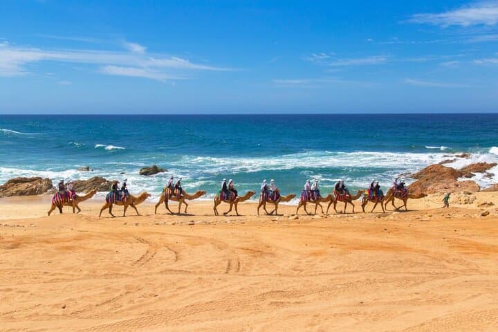 Cabo Camel Ride: 2-Hour Beach & Desert Adventure Along the Pacific photo 5