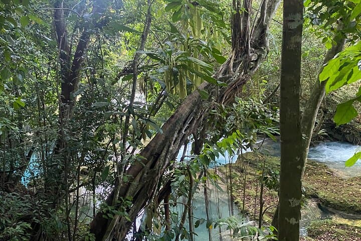 Horseback Riding to Blue Hole: Montego Bay Day Adventure photo 5