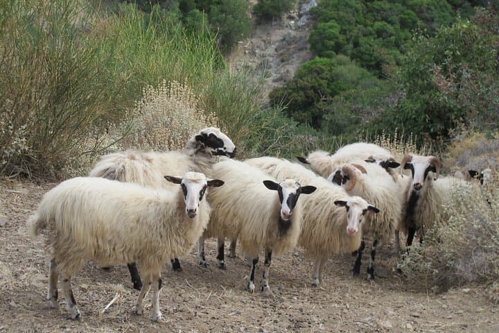 Explore Chania's White Mountains: Nature, Villages & Traditional Cretan Lunch photo 3