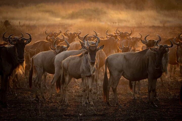 3-Day Camping Safari: Tarangire, Lake Manyara & Ngorongoro Crater photo 3