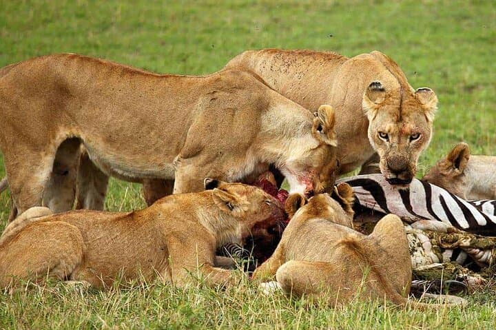 3-Day Camping Safari: Tarangire, Lake Manyara & Ngorongoro Crater photo 4