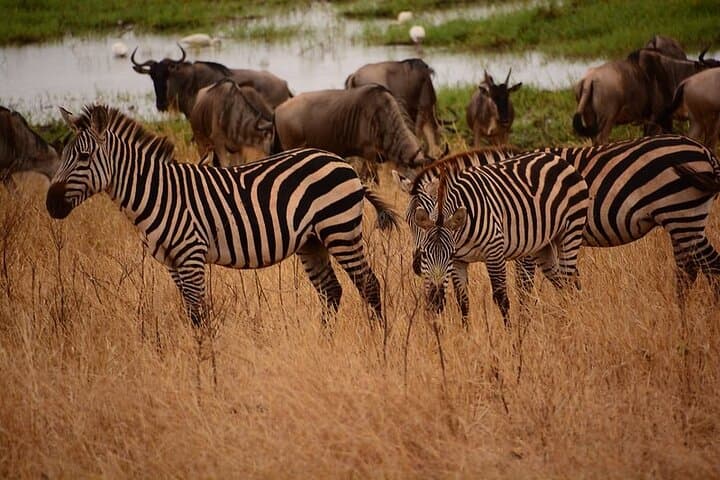 Northern Tanzania 5-Day Private Adventure Camping Safari: Serengeti, Ngorongoro & Tarangire photo 5