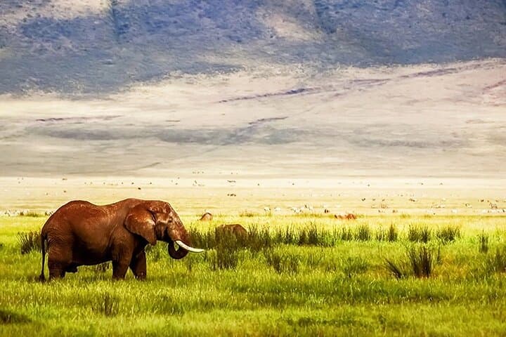 Northern Tanzania 5-Day Private Adventure Camping Safari: Serengeti, Ngorongoro & Tarangire photo 4