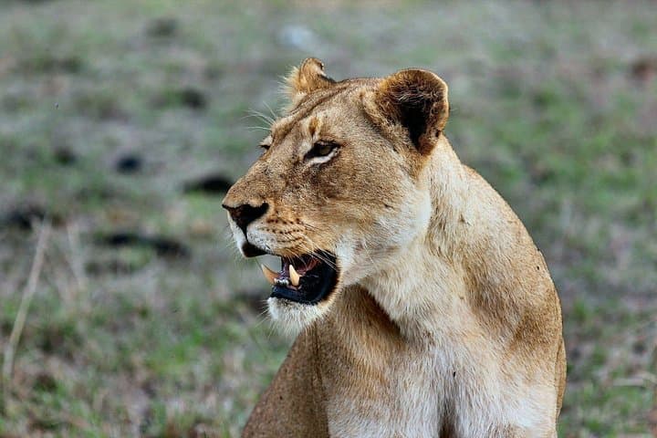 3-Day Maasai Mara Shared Safari: Game Drives, River Crossings & Lodge Stays