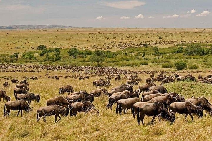 3-Day Maasai Mara Shared Safari: Game Drives, River Crossings & Lodge Stays photo 2
