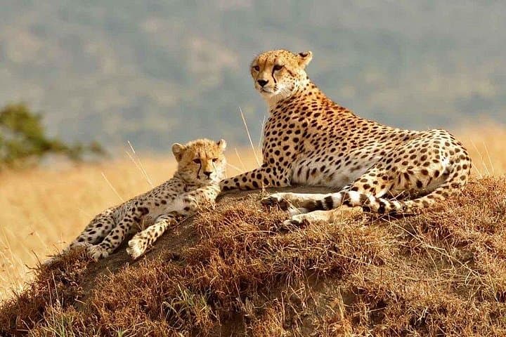 3-Day Maasai Mara Shared Safari: Game Drives, River Crossings & Lodge Stays photo 3