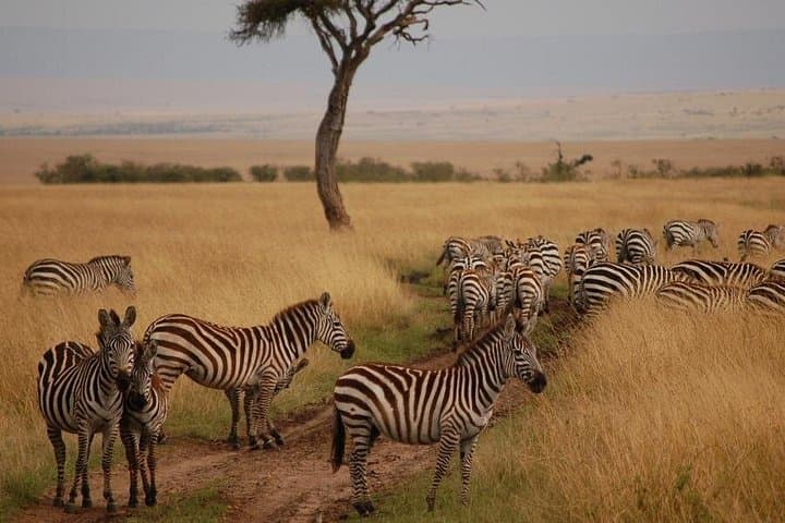 3-Day Maasai Mara Shared Safari: Game Drives, River Crossings & Lodge Stays photo 4