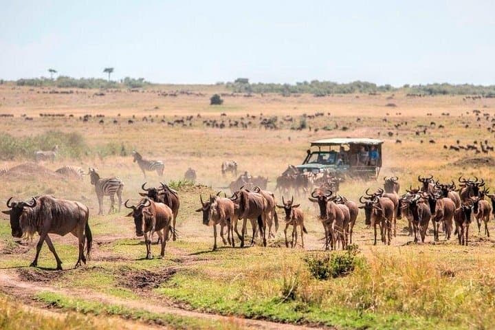 3-Day Maasai Mara Shared Safari: Game Drives, River Crossings & Lodge Stays photo 5