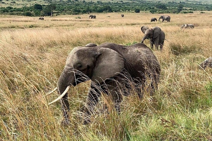 3-Day Maasai Mara Shared Safari: Game Drives, River Crossings & Lodge Stays photo 6