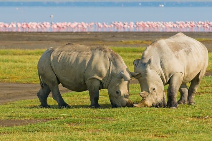 Budget 5-Day Masai Mara, Lake Nakuru & Naivasha Safari — Wildebeest, Flamingos & Hell's Gate photo 3