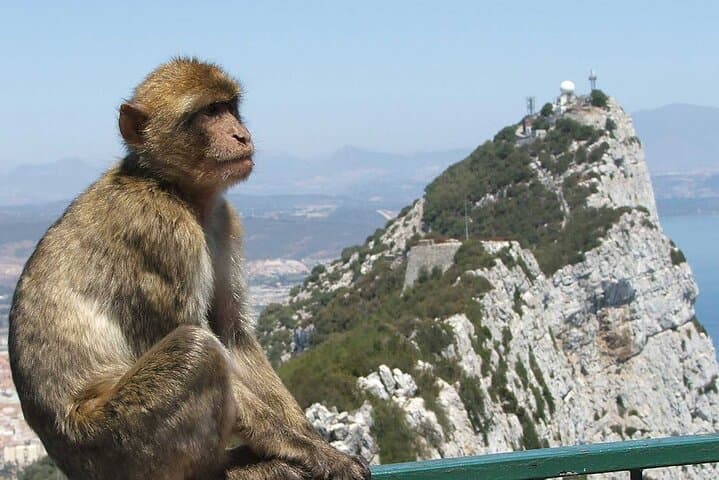 Gibraltar Day Trip from Costa del Sol: St Michael's Cave, The Rock & Barbary Monkeys photo 4