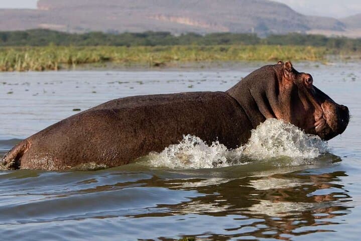 Budget 5-Day Masai Mara, Lake Nakuru & Naivasha Safari — Wildebeest, Flamingos & Hell's Gate