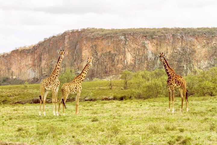 Budget 5-Day Masai Mara, Lake Nakuru & Naivasha Safari — Wildebeest, Flamingos & Hell's Gate photo 2