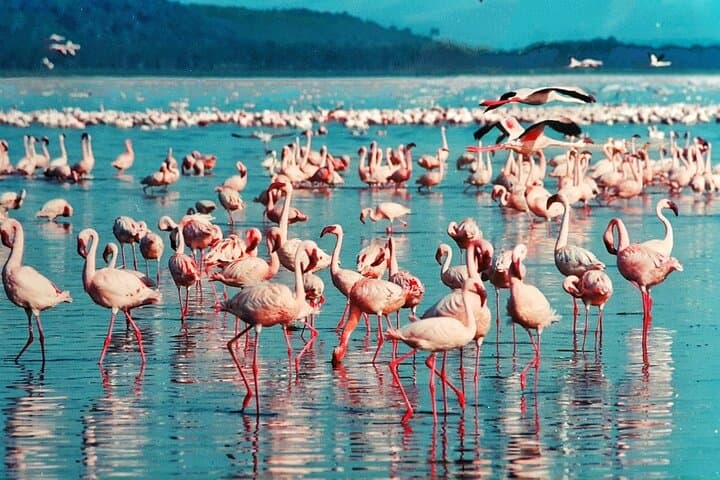 Budget 5-Day Masai Mara, Lake Nakuru & Naivasha Safari — Wildebeest, Flamingos & Hell's Gate photo 4