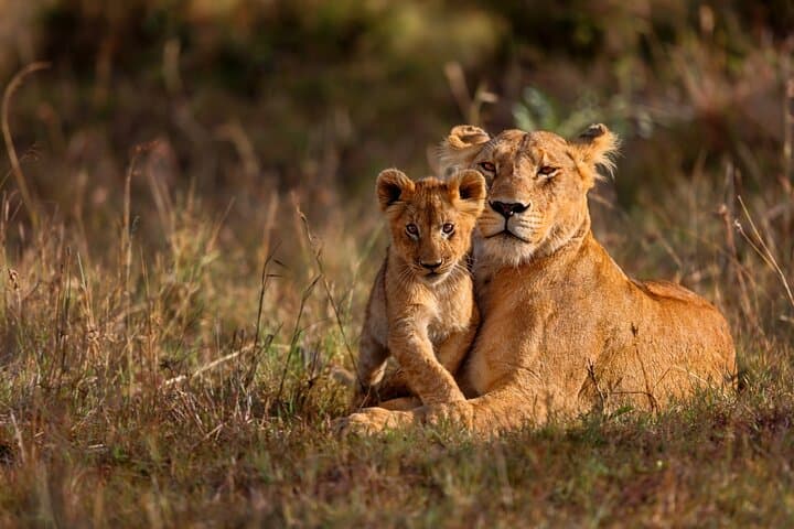 Budget 5-Day Masai Mara, Lake Nakuru & Naivasha Safari — Wildebeest, Flamingos & Hell's Gate photo 6