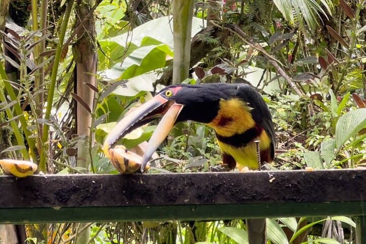Mindo Cloud Forest Day Trip from Quito: Birdwatching, Waterfall & Zipline photo 5