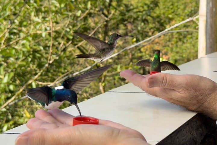 Mindo Cloud Forest and Intiñan Equator Tour — Birding, Chocolate & Mitad del Mundo from Quito photo 2