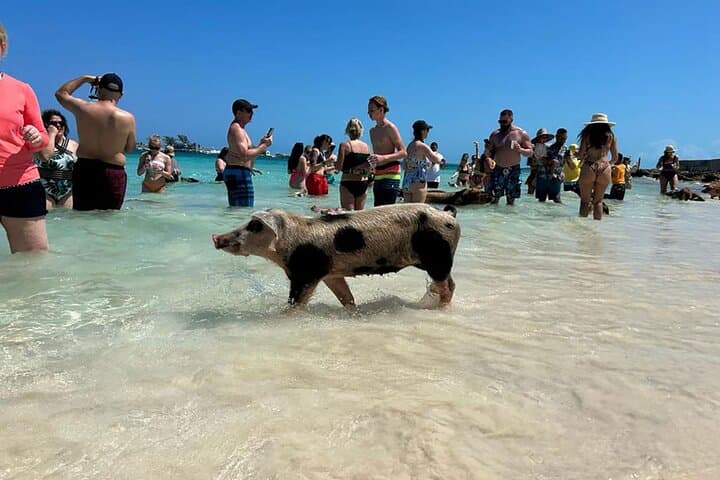 Catamaran to Pig Beach: Snorkel Turtles, Pigs & Lunch from Nassau photo 3