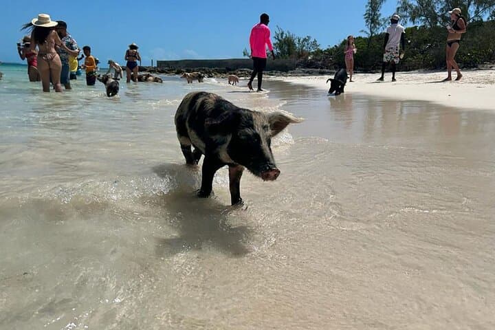 Catamaran to Pig Beach: Snorkel Turtles, Pigs & Lunch from Nassau photo 2