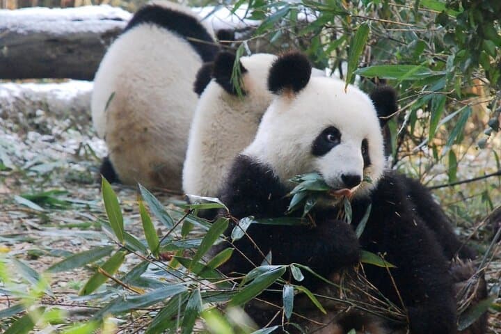 Two-Day Chengdu Private Tour from Beijing: Pandas, Wuhou Temple & Jinli Street