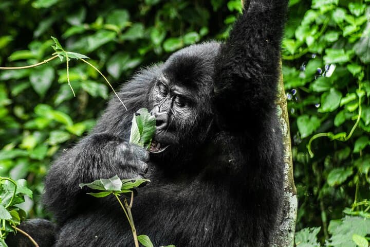 3-Day Bwindi Gorilla Safari: Trek Mountain Gorillas in Uganda photo 2