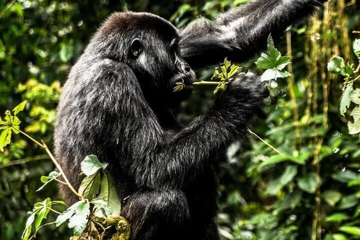 3-Day Bwindi Gorilla Safari: Trek Mountain Gorillas in Uganda photo 3